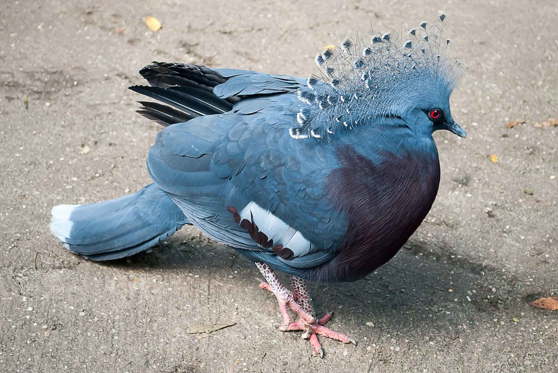 013-pigeon
