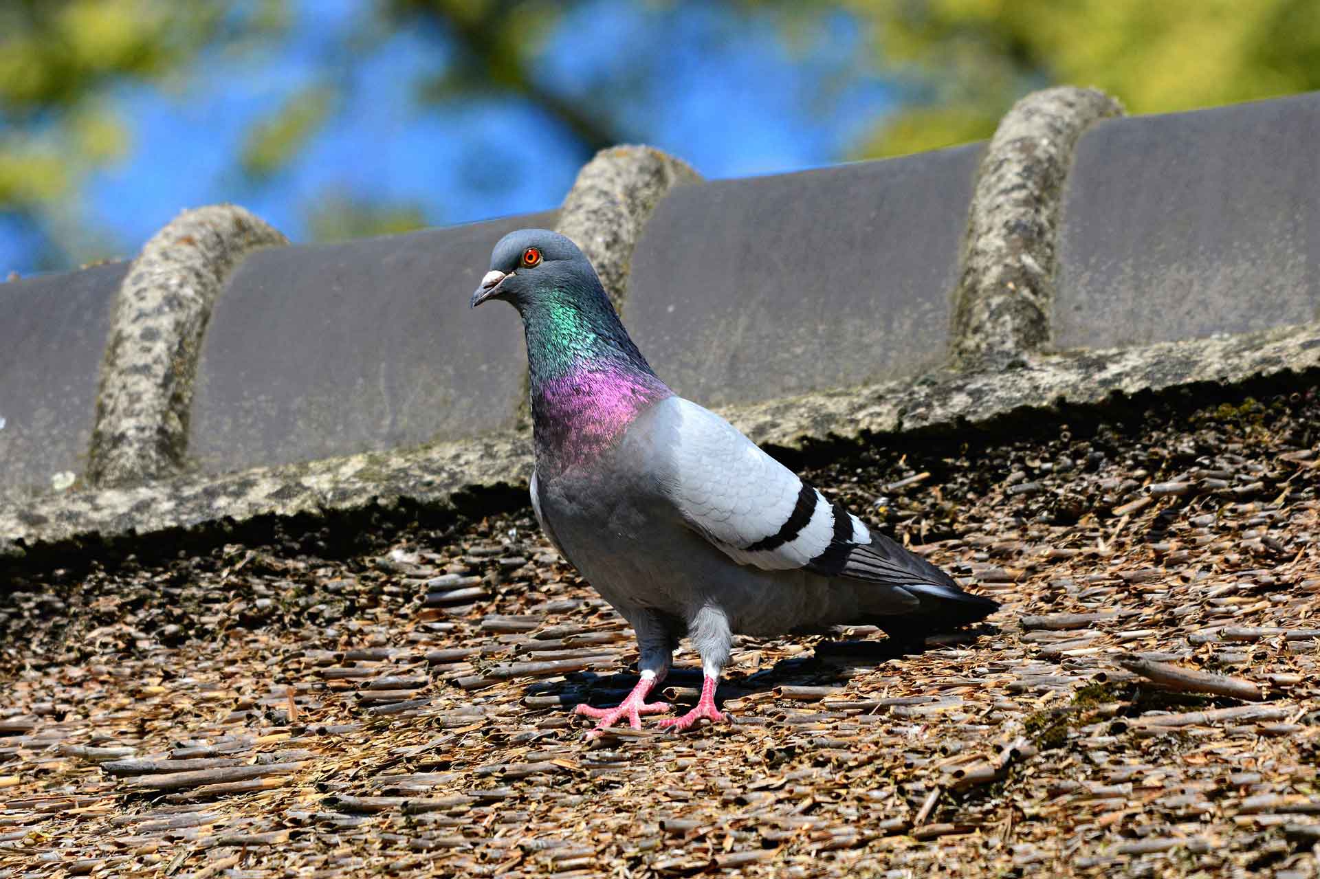 014-pigeon